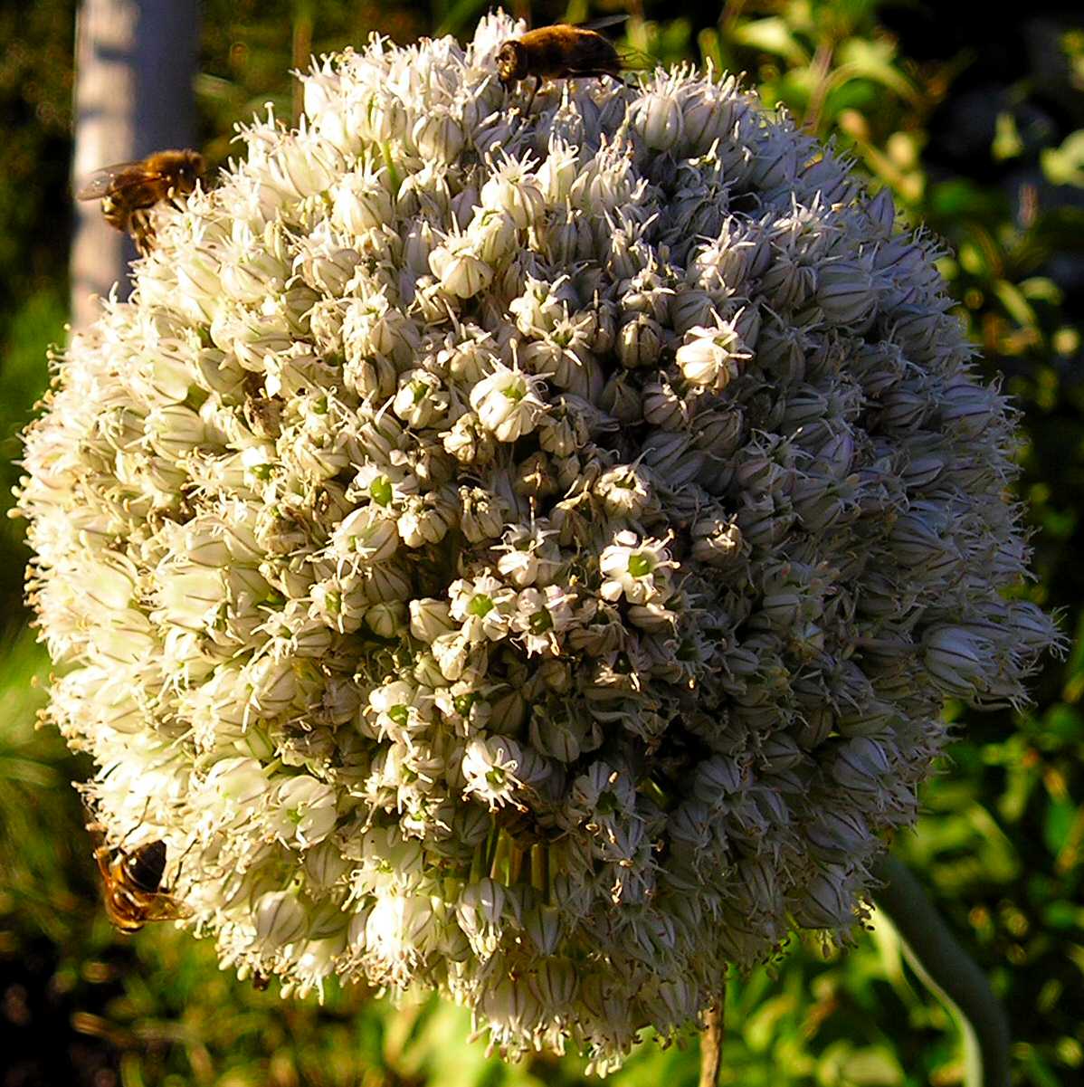 Photographie par Massie pour DesignCrowd (Community Contests) | Design #9029833