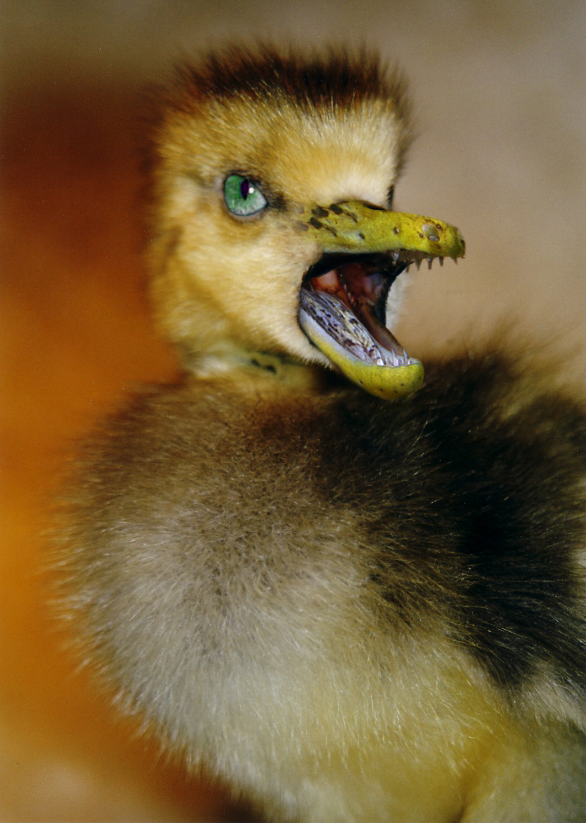 Photoshop Design by candyshot for DesignCrowd (Community Contests) | Design #9030153