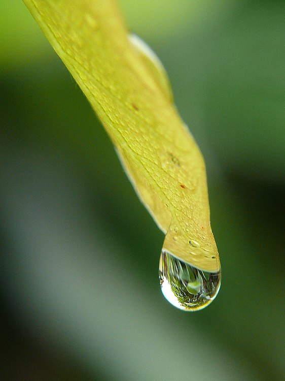 Photographie par resouzaesouza pour DesignCrowd (Community Contests) | Design #9023845