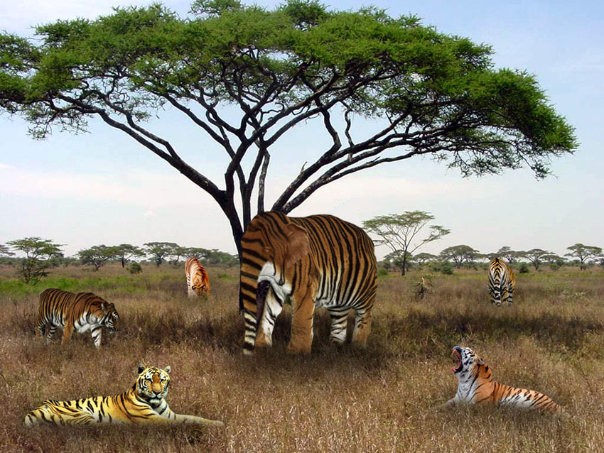 Photoshop-Design von Supagray für DesignCrowd (Community Contests) | Design #9030607