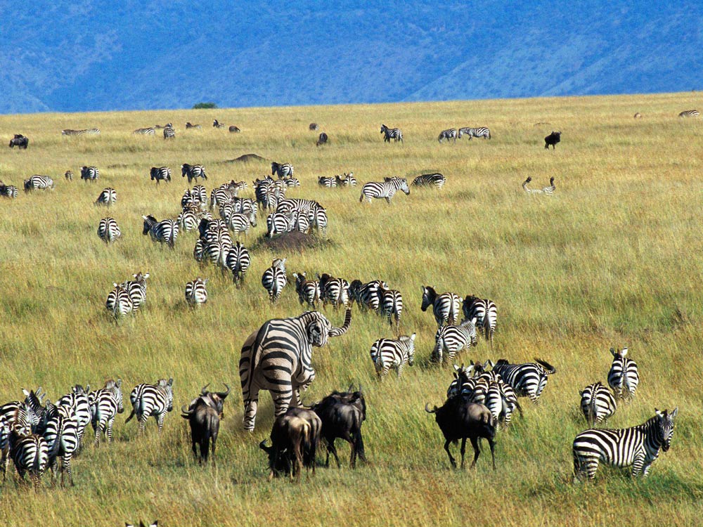 Photoshop Design by lords8n for DesignCrowd (Community Contests) | Design #9030603