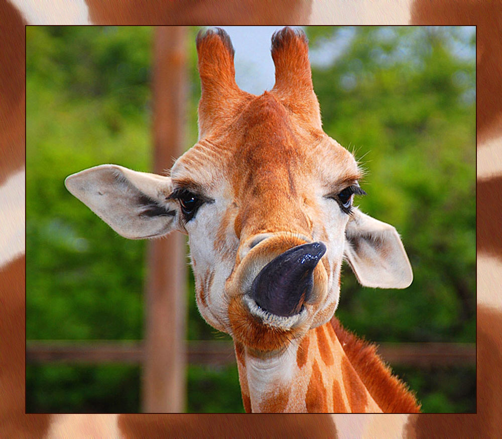 Photographie par gymp93 pour DesignCrowd (Community Contests) | Design #9029198