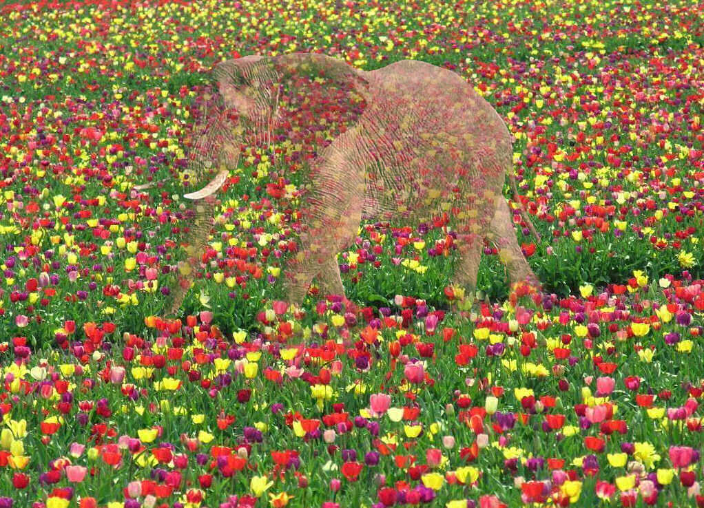 Photoshop Design by NatashaP for DesignCrowd (Community Contests) | Design #9030592