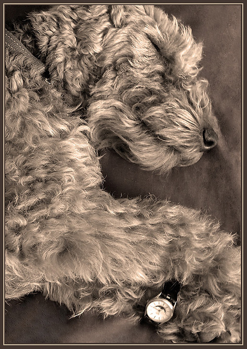 Fotografie von droomluiperd für DesignCrowd (Community Contests) | Design #9026987