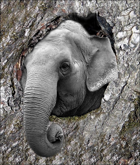 Design Photoshop par pixel8r pour DesignCrowd (Community Contests) | Design #9030761