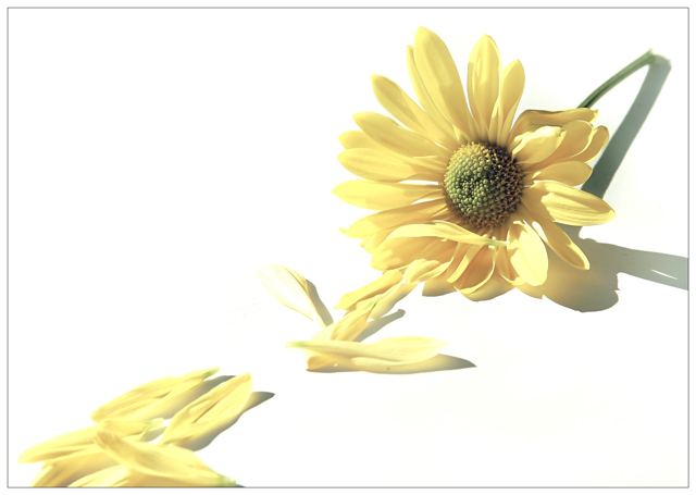 Fotografie von lilmart für DesignCrowd (Community Contests) | Design #9026980