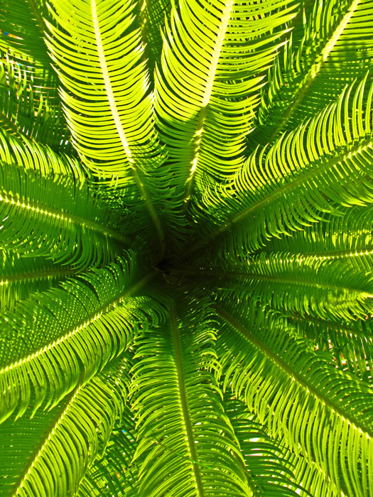 Photography by jersalv1 for DesignCrowd (Community Contests) | Design #9030031