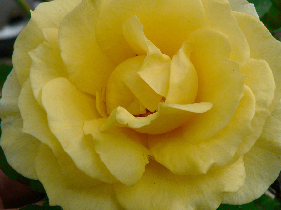 Photographie par gymp93 pour DesignCrowd (Community Contests) | Design #9030006