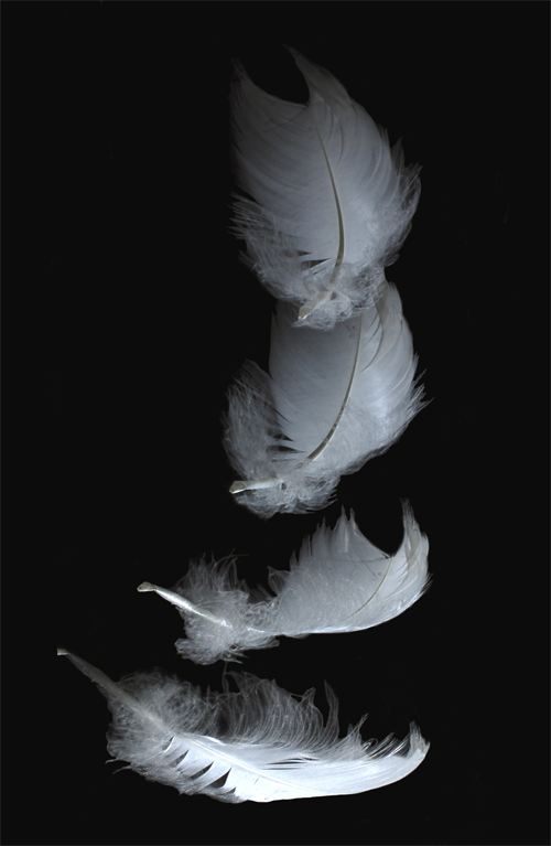 Photography by chatwin68 for DesignCrowd (Community Contests) | Design #9024059