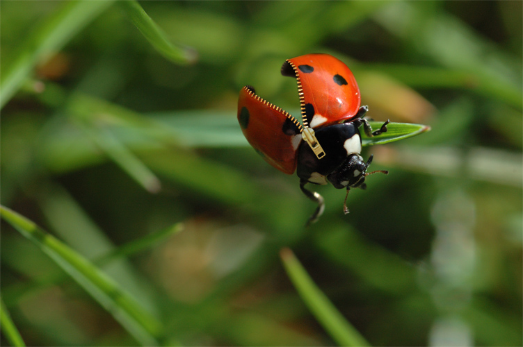 Diseño de Photoshop por TototoYamada para DesignCrowd (Community Contests) | Diseño #9029218