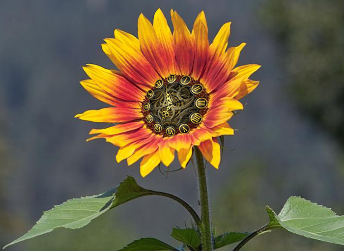 Design Photoshop par CRAZYLEGGSROGERS pour DesignCrowd (Community Contests) | Design #9028771