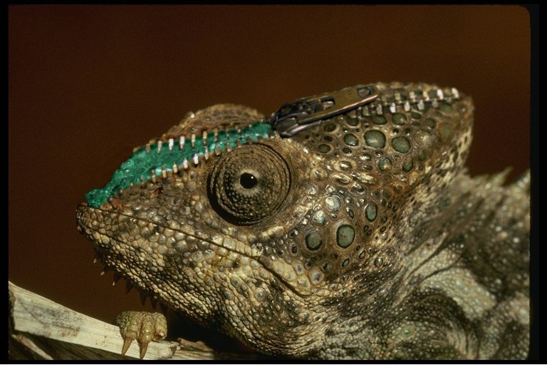 Diseño de Photoshop por TheGreatFart para DesignCrowd (Community Contests) | Diseño #9029341