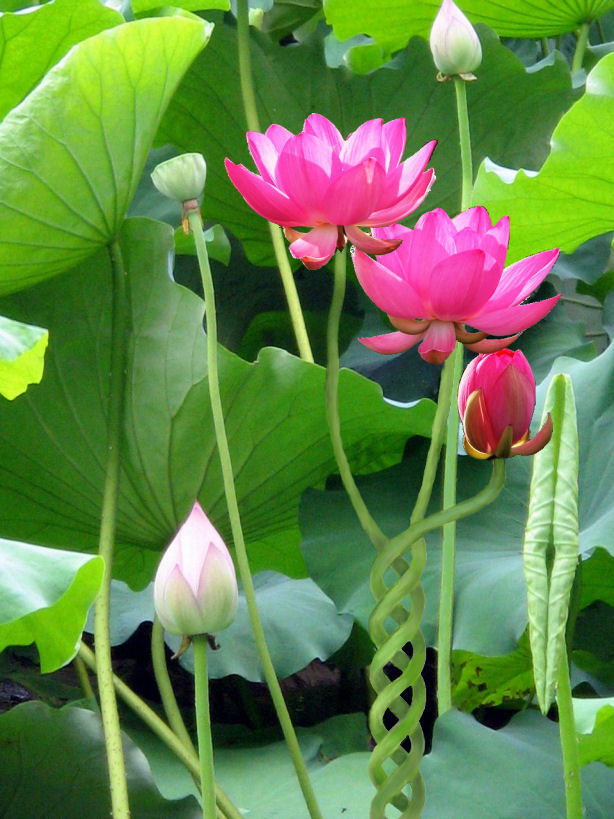 Photoshop Design by NatashaP for DesignCrowd (Community Contests) | Design #9031296