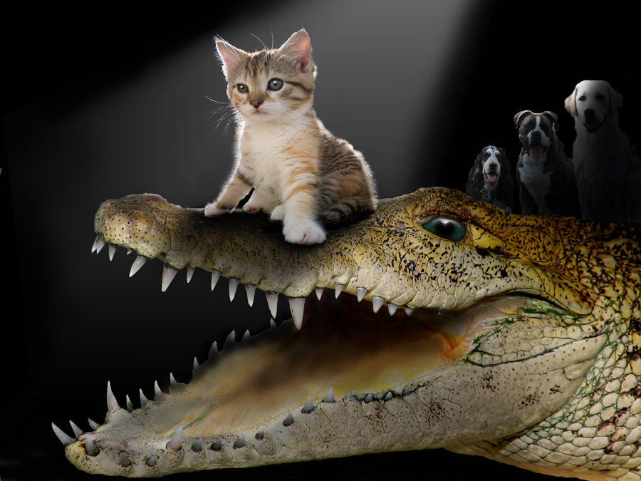 Photoshop Design by Fathom for DesignCrowd (Community Contests) | Design #9032842