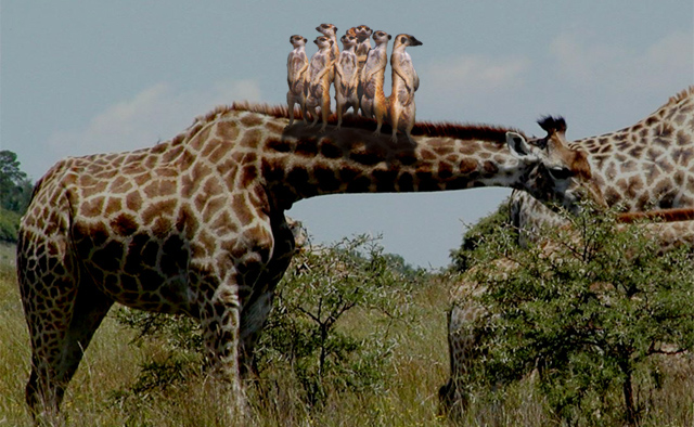 Design Photoshop par TransmissionDump pour DesignCrowd (Community Contests) | Design #9032848