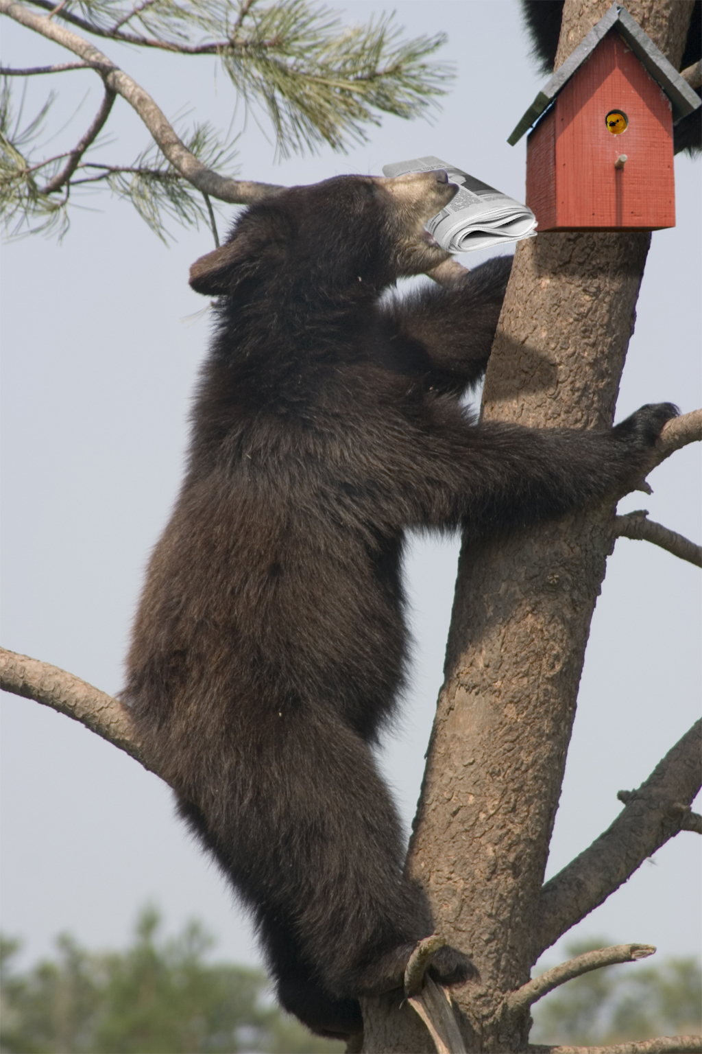 Photoshop Design by SignOff for DesignCrowd (Community Contests) | Design #9032901