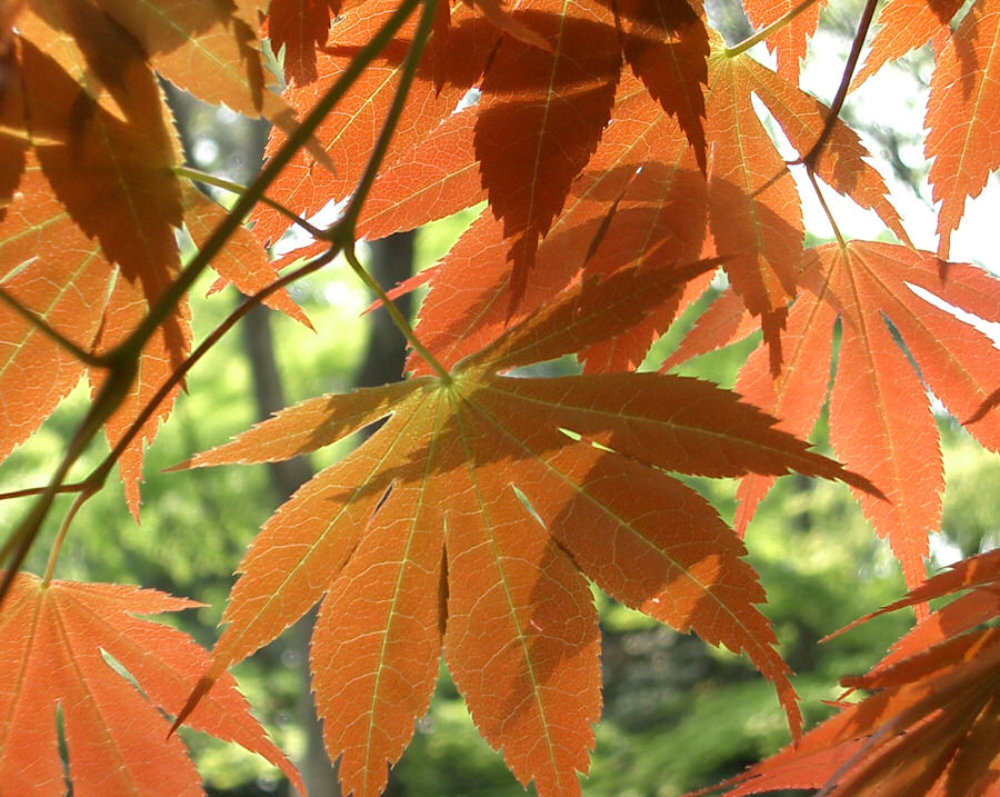 Fotografie von NatashaP für DesignCrowd (Community Contests) | Design #9026515