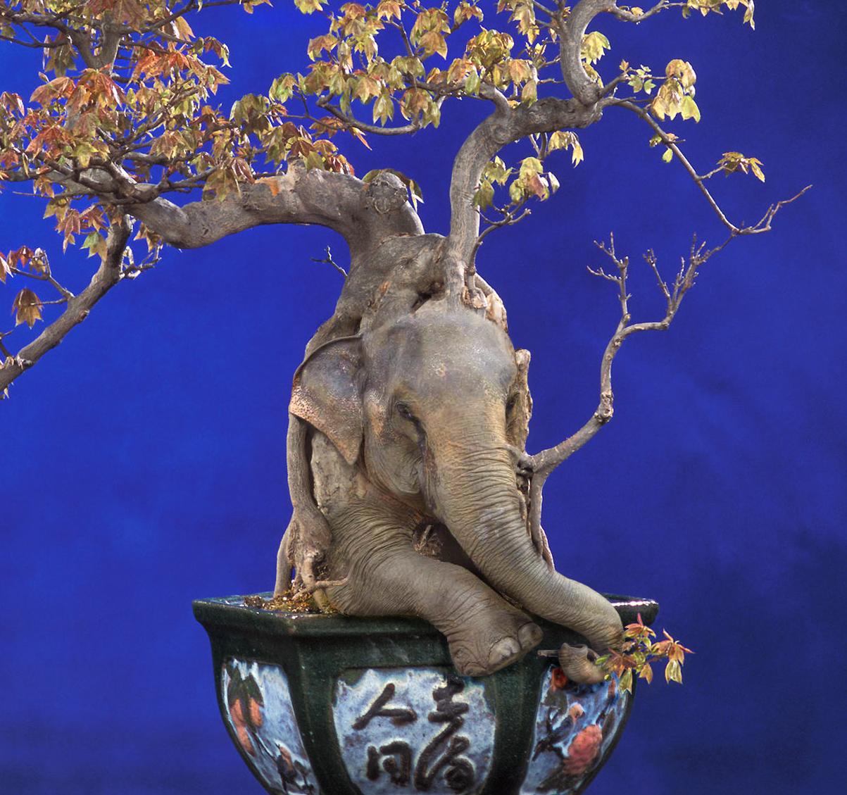 Photoshop Design by sugarcane for DesignCrowd (Community Contests) | Design #9029610