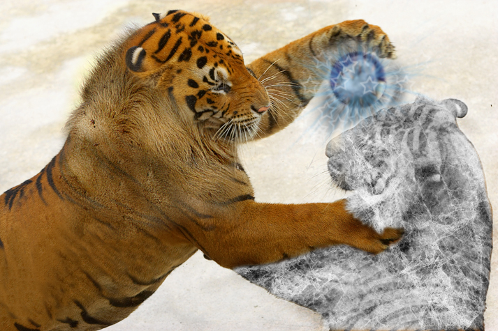 Photoshop-Design von pitbullsaviour für DesignCrowd (Community Contests) | Design #9032511