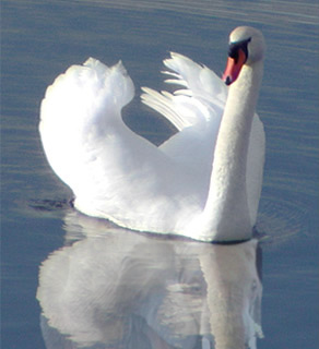 Diseño de Photoshop por cluddy para DesignCrowd (Community Contests) | Diseño #9029696