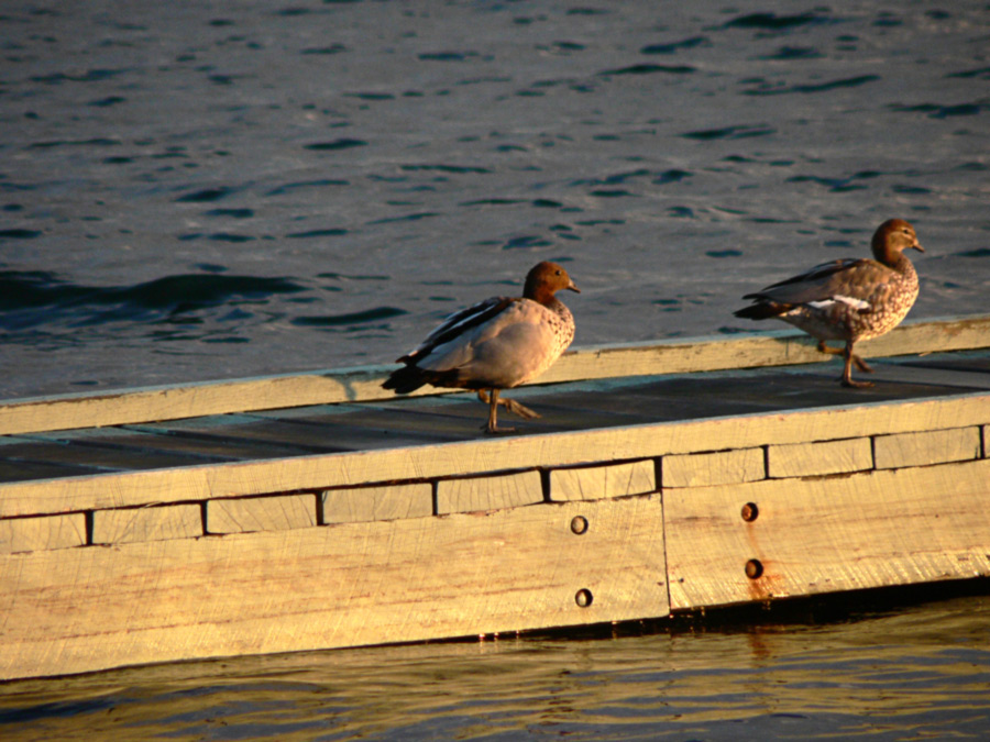 Photographie par gymp93 pour DesignCrowd (Community Contests) | Design #9023472