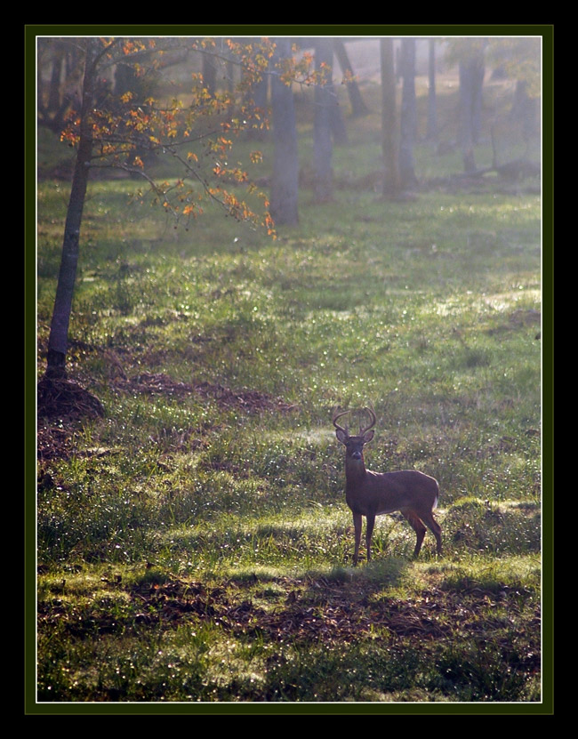 Fotografía por Fishcat para DesignCrowd (Community Contests) | Diseño #9028747