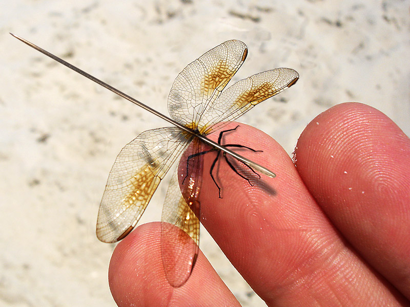 Photoshop Design by Nimorn for DesignCrowd (Community Contests) | Design #9031453