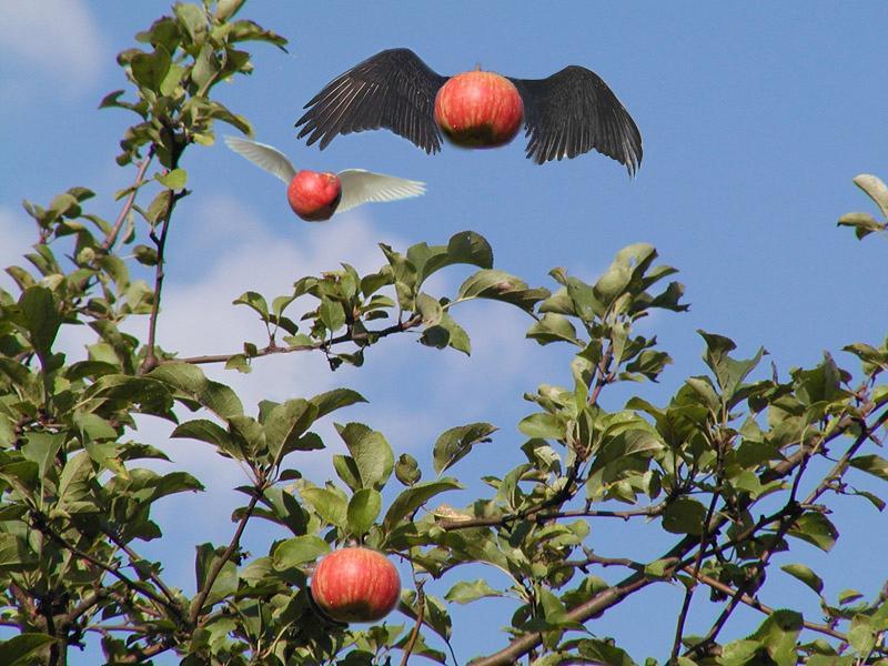 Photoshop Design by MyGreenHat for DesignCrowd (Community Contests) | Design #9031629