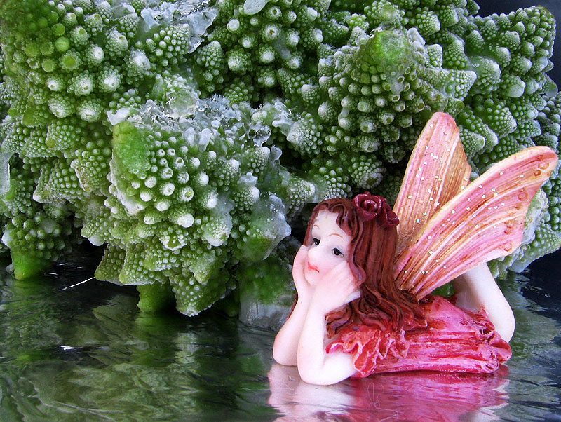Photography by Firenzesca for DesignCrowd (Community Contests) | Design #9025658