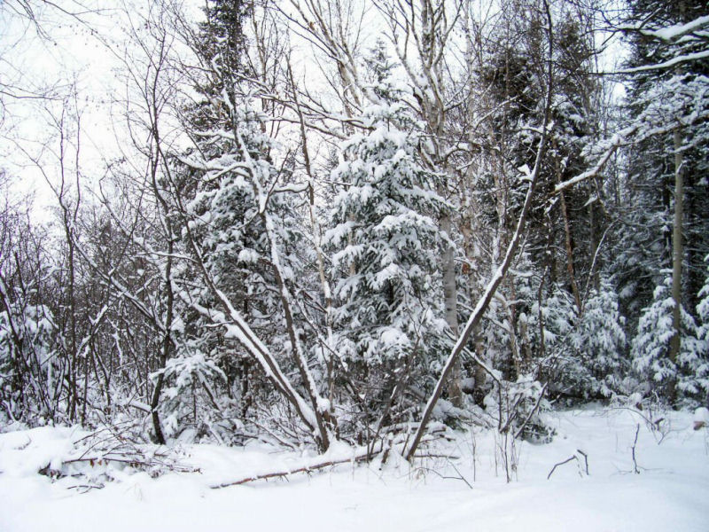 Photographie par niibiishan pour DesignCrowd (Community Contests) | Design #9027042