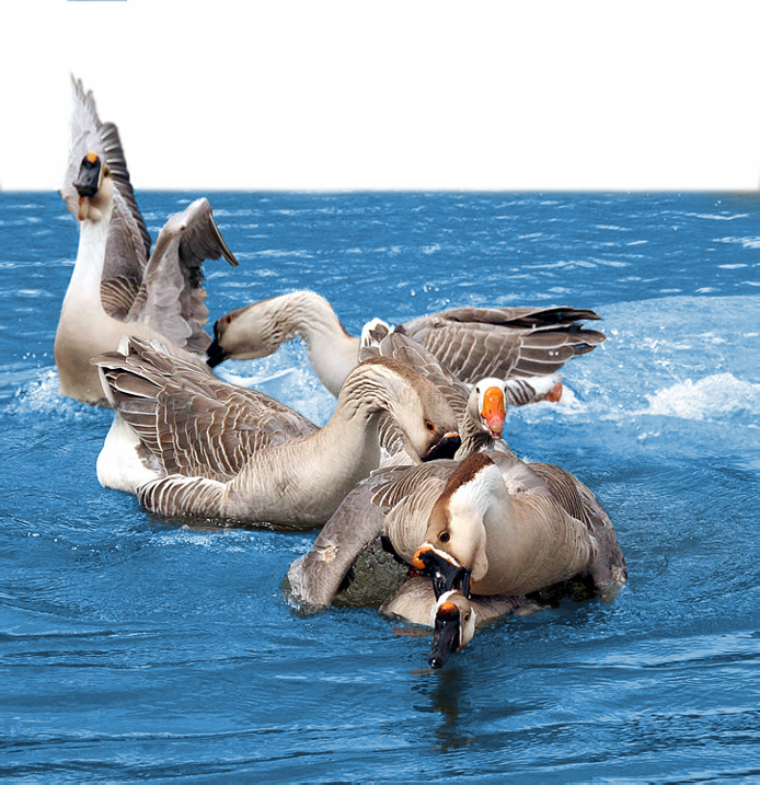 Photoshop Design by mitidor for DesignCrowd (Community Contests) | Design #9028311