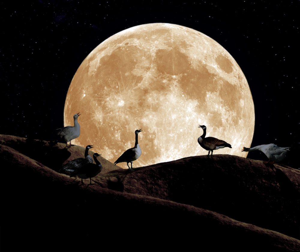 Photoshop Design by Ron Miller for DesignCrowd (Community Contests) | Design #9028298