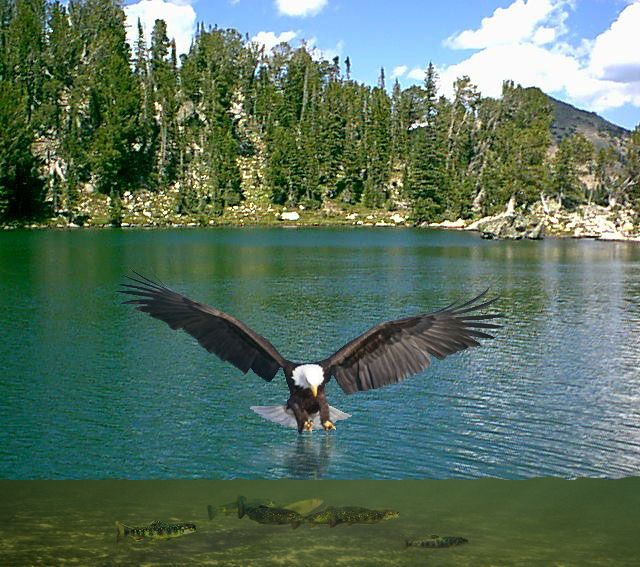 Photoshop Design by bumsecul for DesignCrowd (Community Contests) | Design #9025017