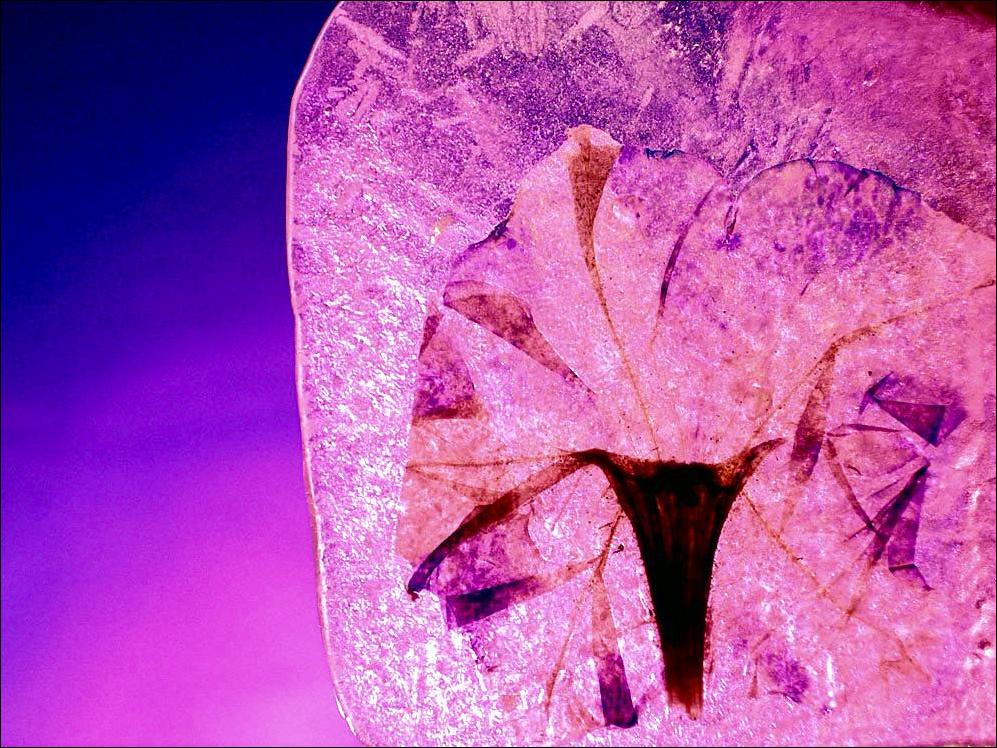 Photography by Isabella2006 for DesignCrowd (Community Contests) | Design #9025675