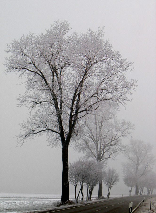 Fotografía por elchkuh para DesignCrowd (Community Contests) | Diseño #9027171