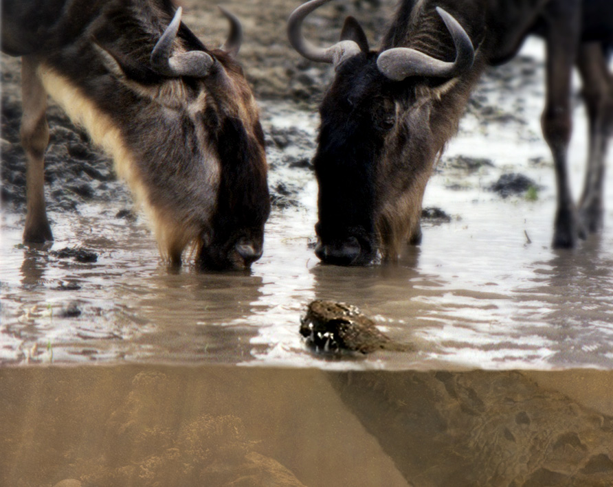 Diseño de Photoshop por guitarbastard para DesignCrowd (Community Contests) | Diseño #9025064