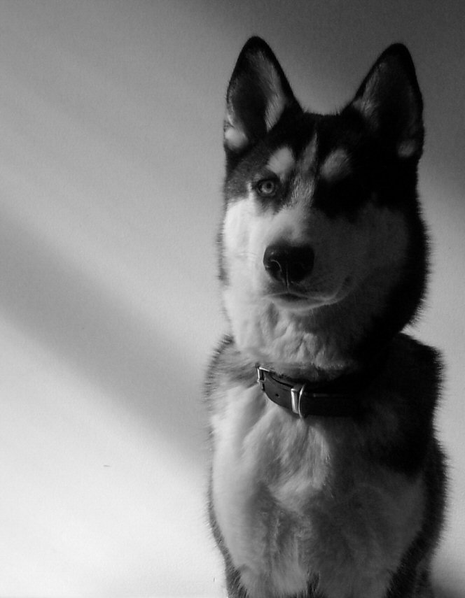 Fotografía por Destinyzkid para DesignCrowd (Community Contests) | Diseño #9022616