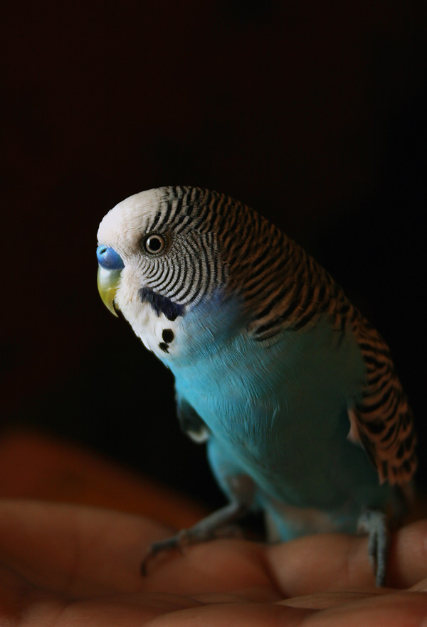 Fotografía por aquario para DesignCrowd (Community Contests) | Diseño #9022620