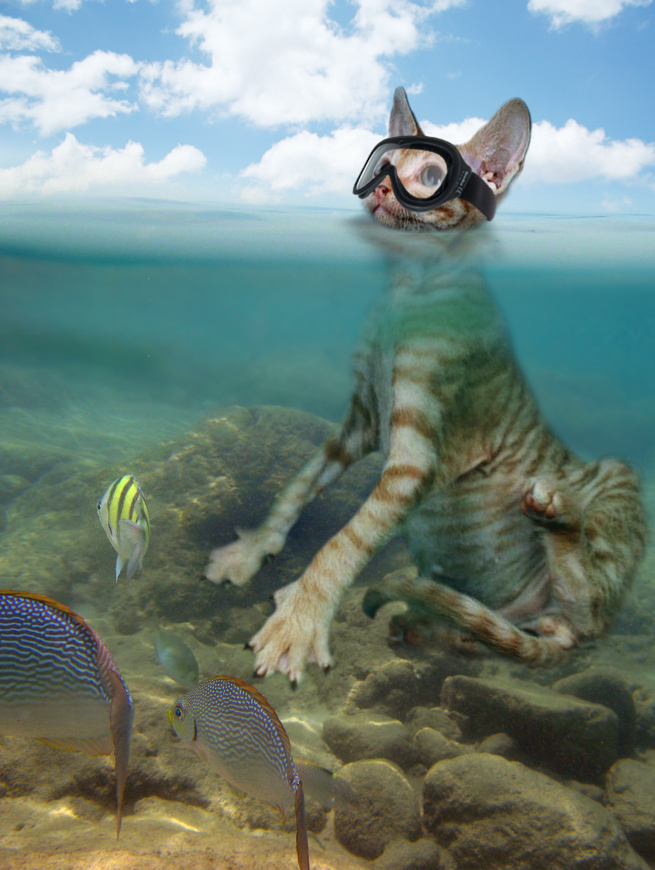 Photoshop Design by 123lezy for DesignCrowd (Community Contests) | Design #9025069