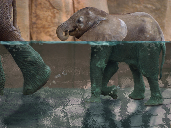 Photoshop Design by EyEars for DesignCrowd (Community Contests) | Design #9025150