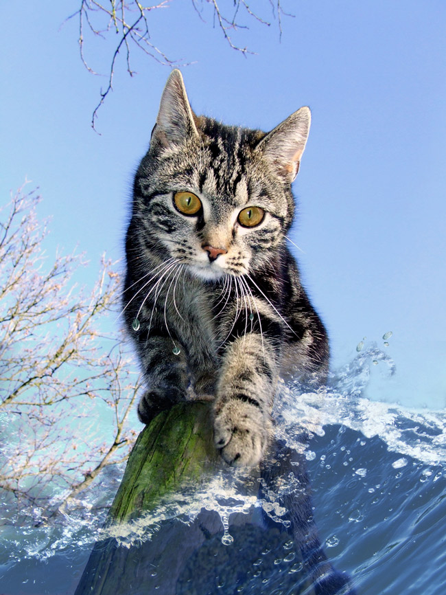 Photoshop Design by Sassydeb for DesignCrowd (Community Contests) | Design #9025158
