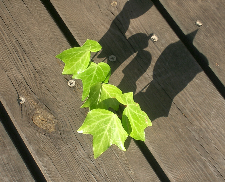 Fotografie von NatashaP für DesignCrowd (Community Contests) | Design #9022678