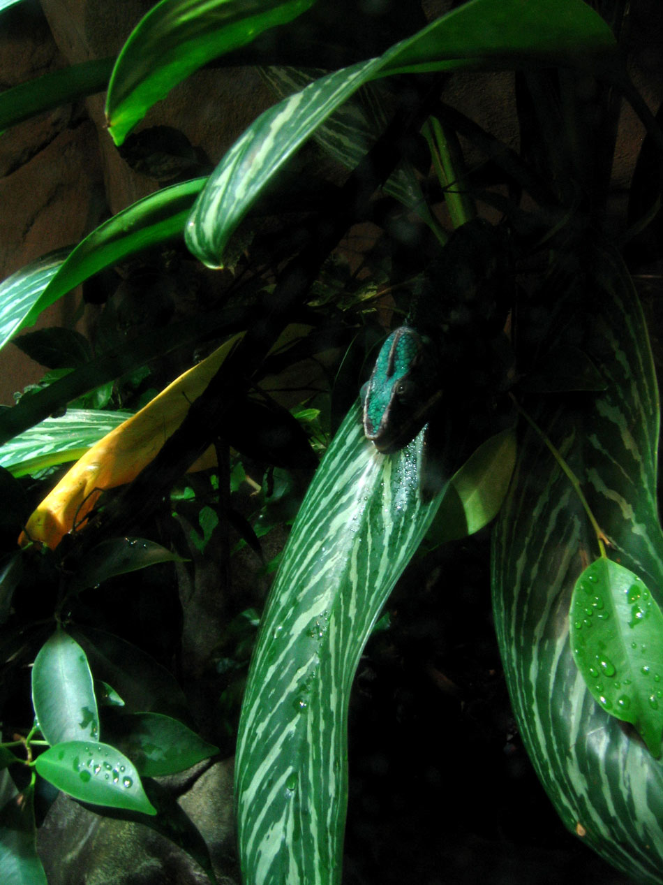 Fotografie von alerizzo für DesignCrowd (Community Contests) | Design #9022666