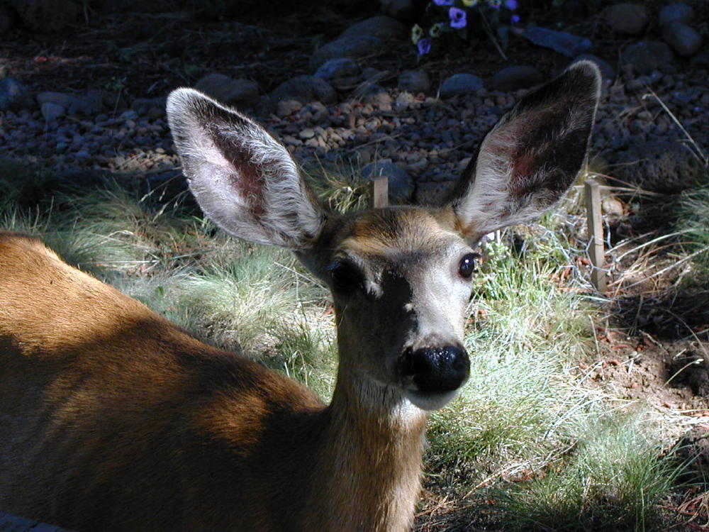 Photographie par cliknsnap pour DesignCrowd (Community Contests) | Design #9022687