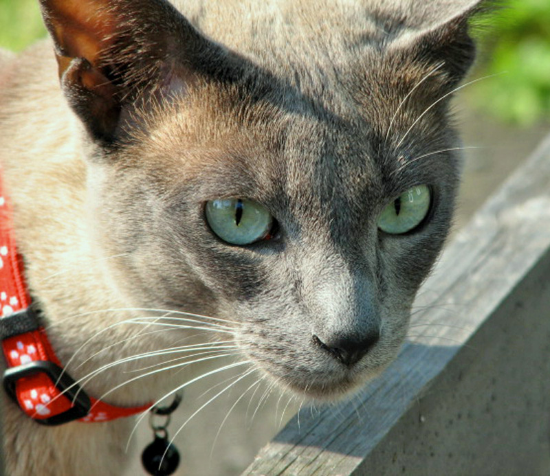 Photography by cyberangel for DesignCrowd (Community Contests) | Design #9022685