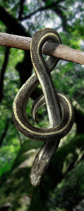 Photoshop Design by CharlesFBI for DesignCrowd (Community Contests) | Design #9019863