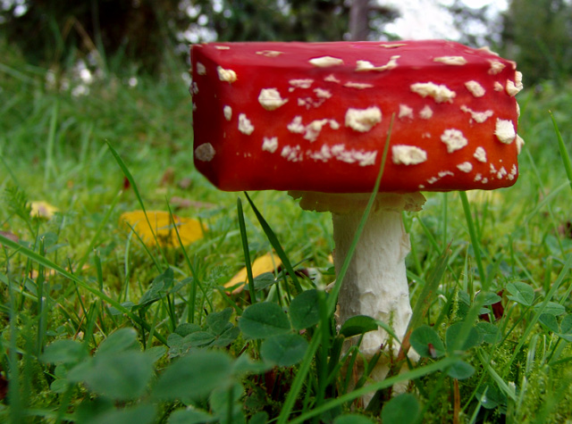 Photoshop Design by Nimorn for DesignCrowd (Community Contests) | Design #9024488