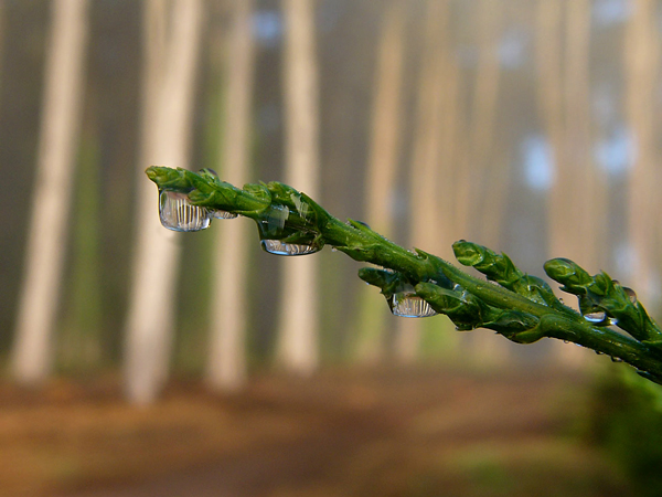 Diseño de Photoshop por dorque para DesignCrowd (Community Contests) | Diseño #9024508