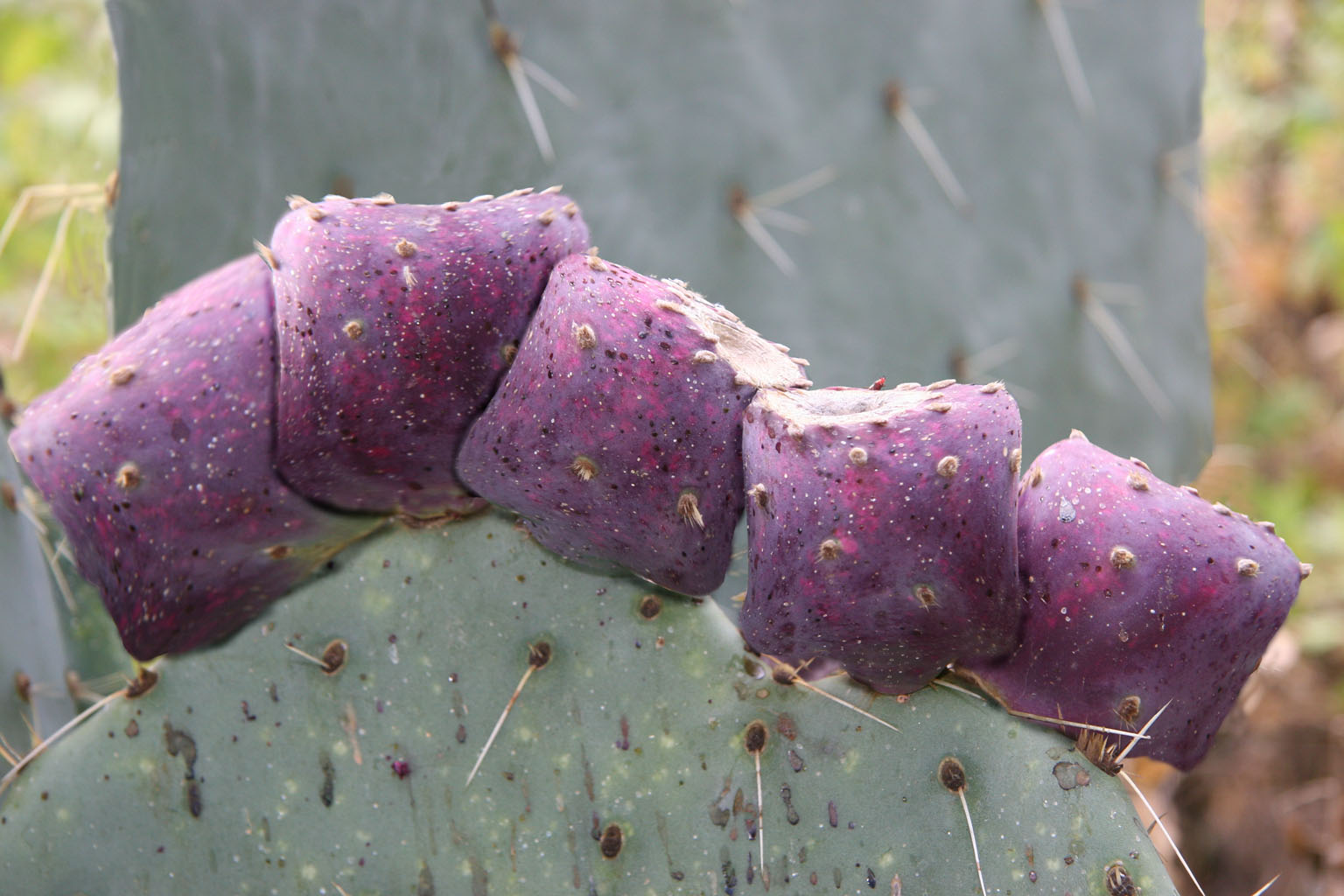 Diseño de Photoshop por Marc RIpin para DesignCrowd (Community Contests) | Diseño #9024518