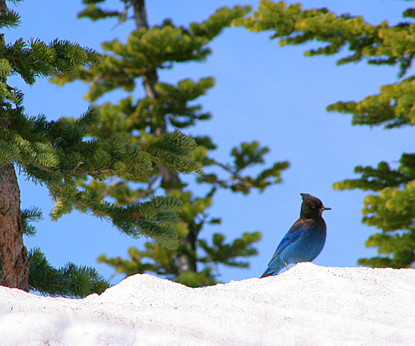 Photography by PortraitKing for DesignCrowd (Community Contests) | Design #9027271